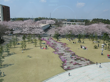 文化センターの桜も満開（H21.4.9）